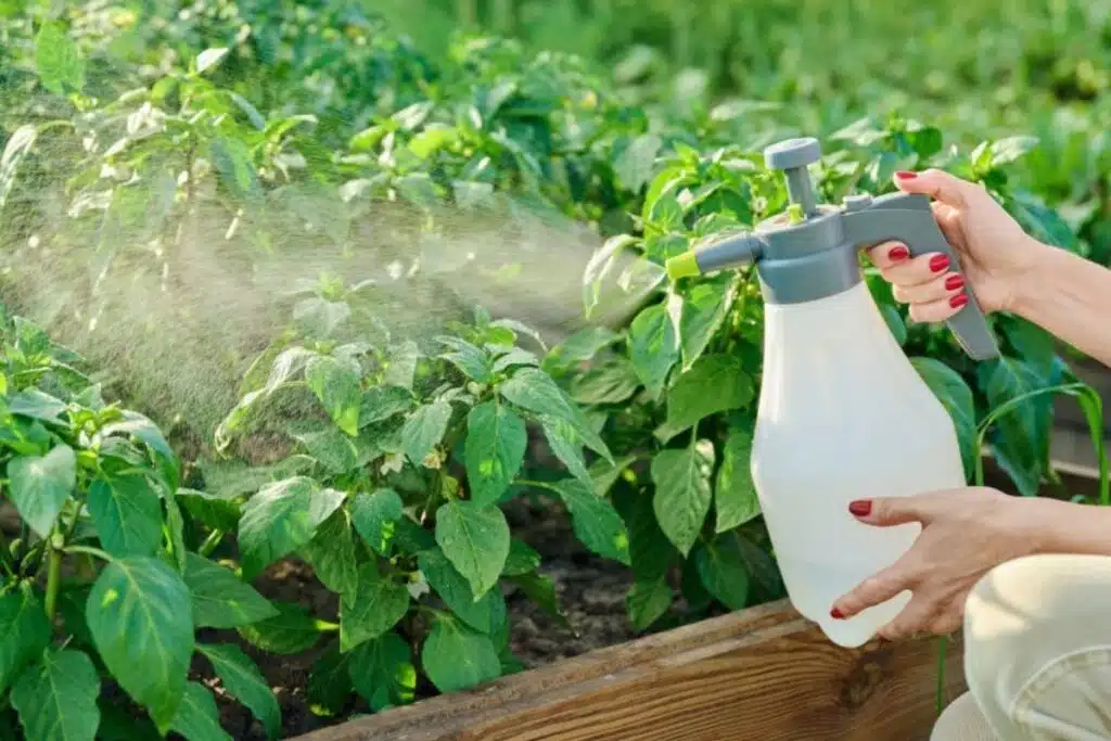 Horticultural Oil Photo Credit Garden Know How