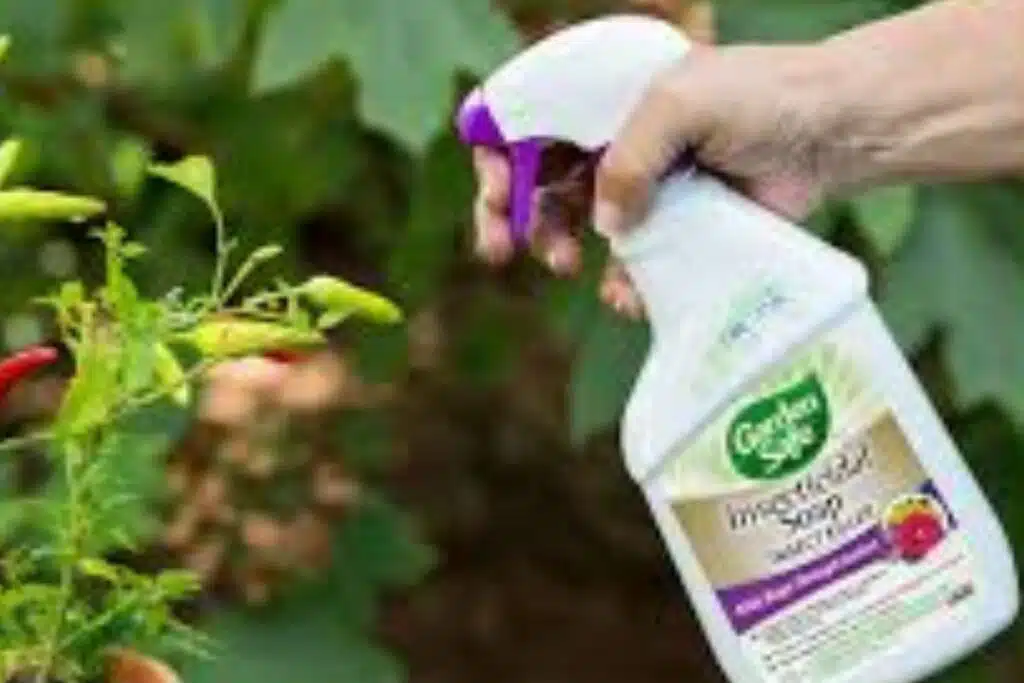 Insecticidal Soap Photo Credit Garden Safe