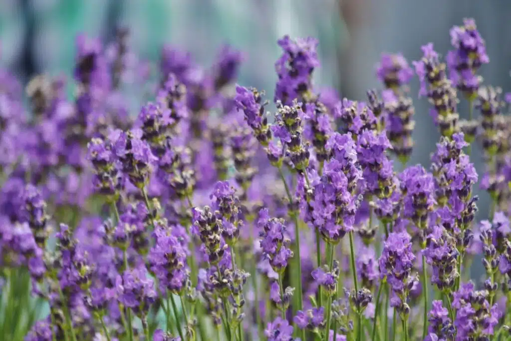 Lavender Credit Canva Pro Stock Image