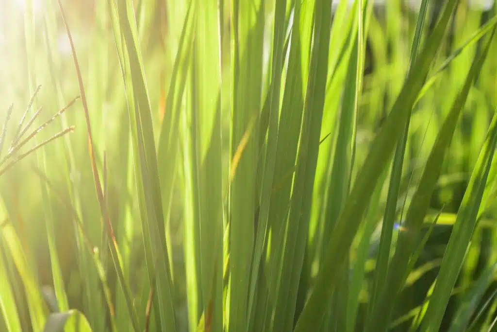 Lemongrass Credit Canva Pro Stock Image