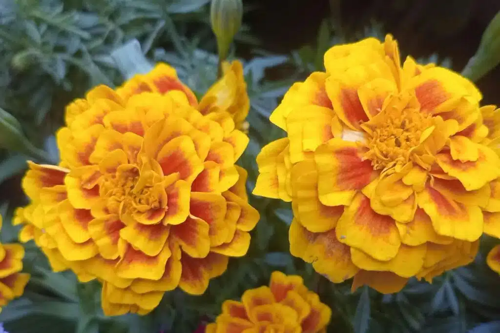 Marigolds Credit Canva Pro Stock Image