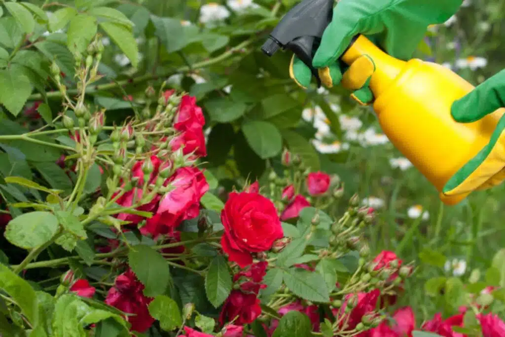 Pepper Spray Photo Credit Old World Garden Farms