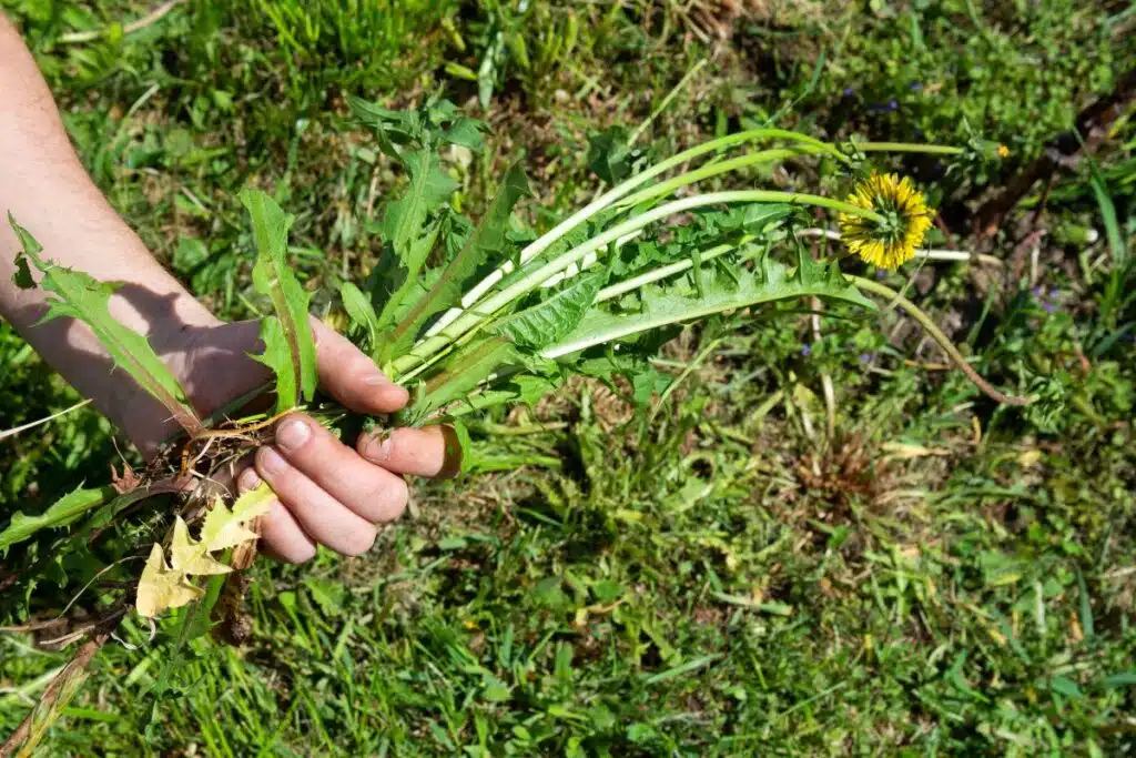 Pulling weeds Image Credit Canva Pro Stock Image