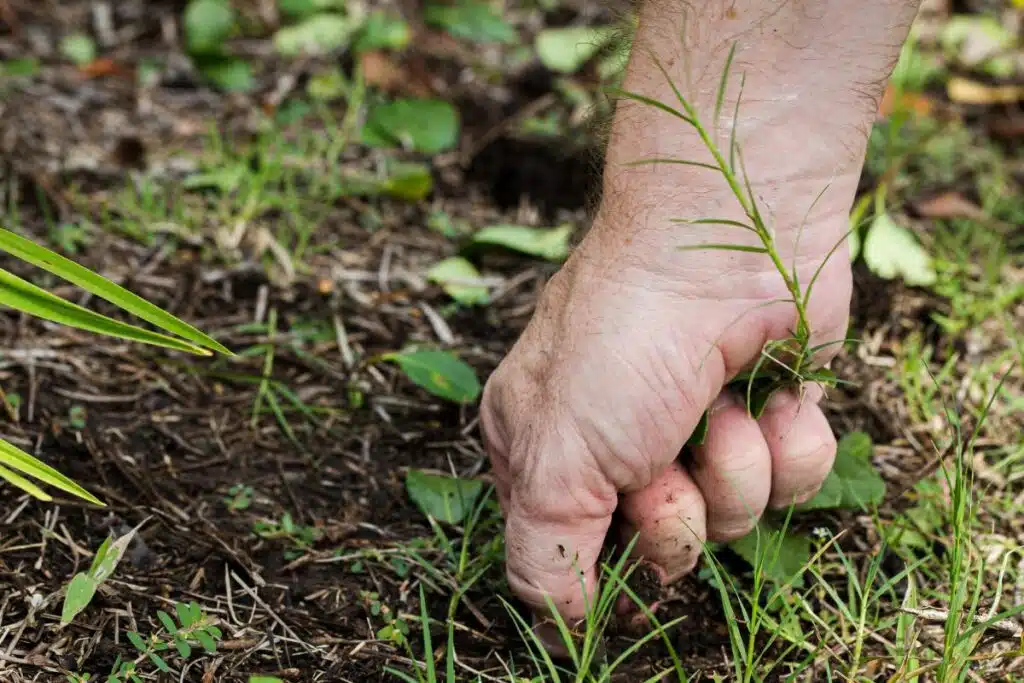 Pulling weeds after the rain Image Credit Canva Pro Stock Image
