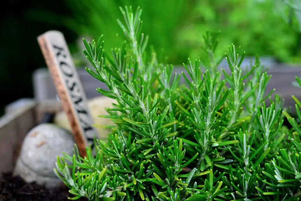 Rosemary Credit Canva Pro Stock Image
