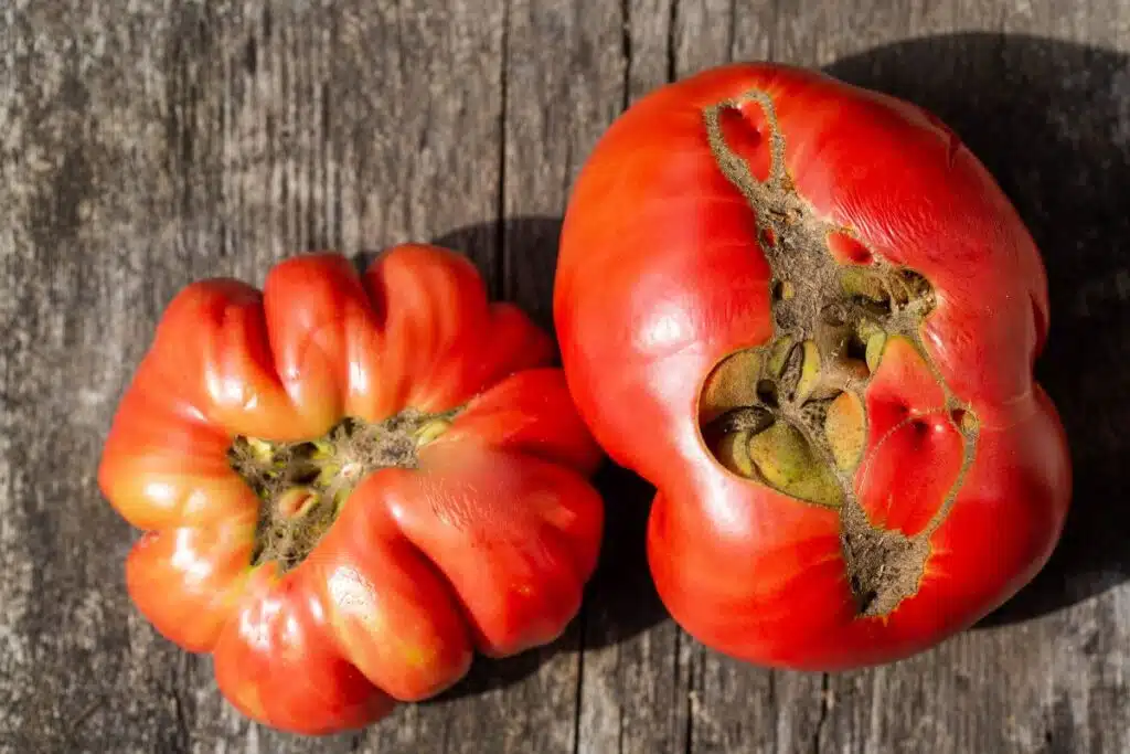 large Cracked tomatoes Image Credit Canva Pro Stock Image
