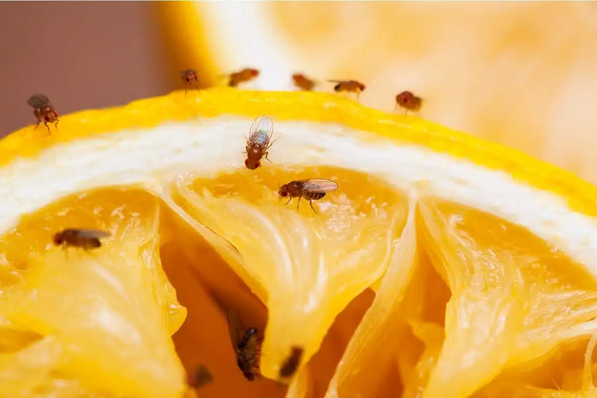 Fruit Flies Photo Credit Canva Pro Stock Image