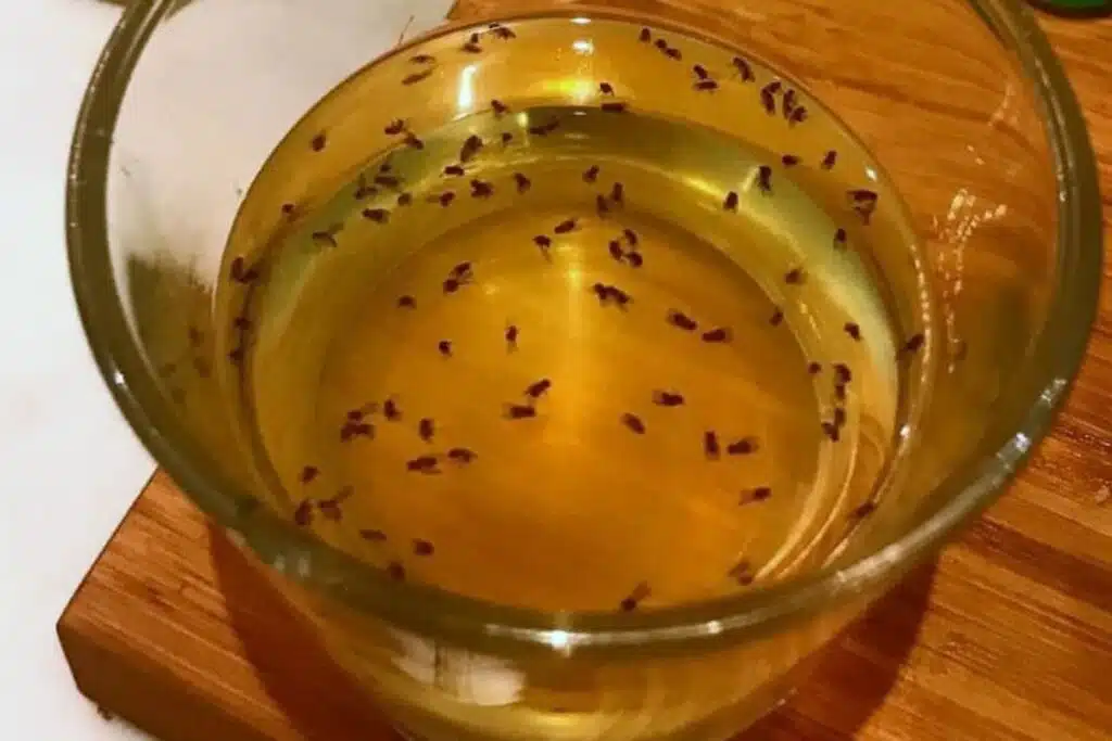 Fruit fly trap apple cider vinegar Photo Credit Crafty morning