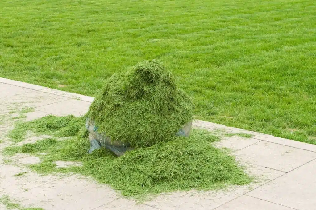 Grass clippings Photo Credit Canva pro Stock Image
