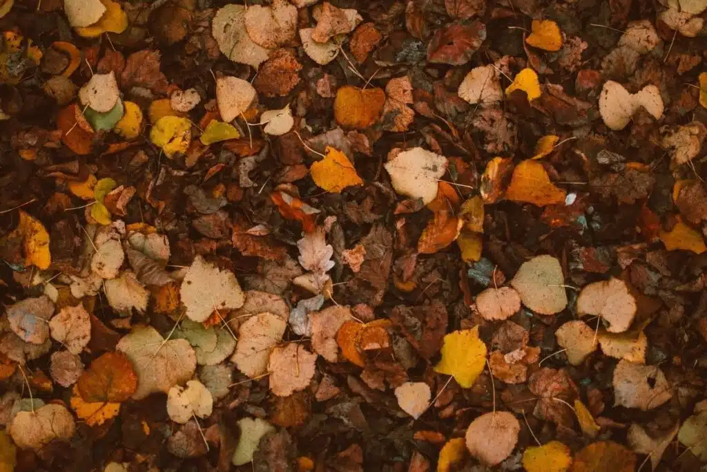 Leaves Photo Credit Canva pro Stock Image