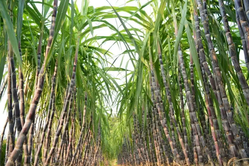 sugar cane Photo Credit Canva Pro Stock Image