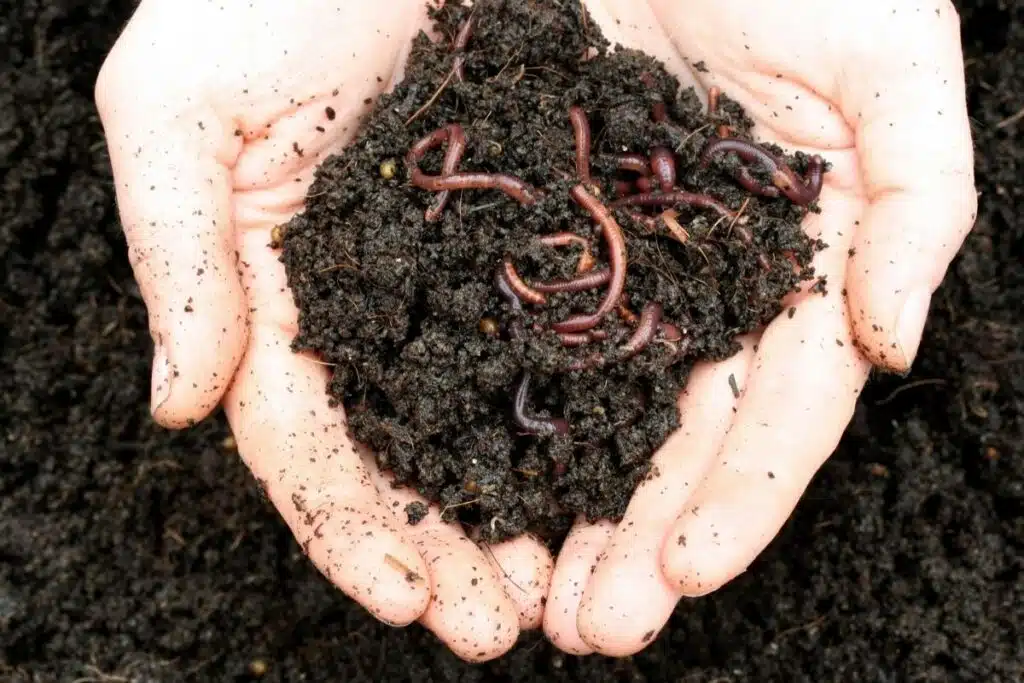 worm castings Photo Credit Canva pro Stock Image