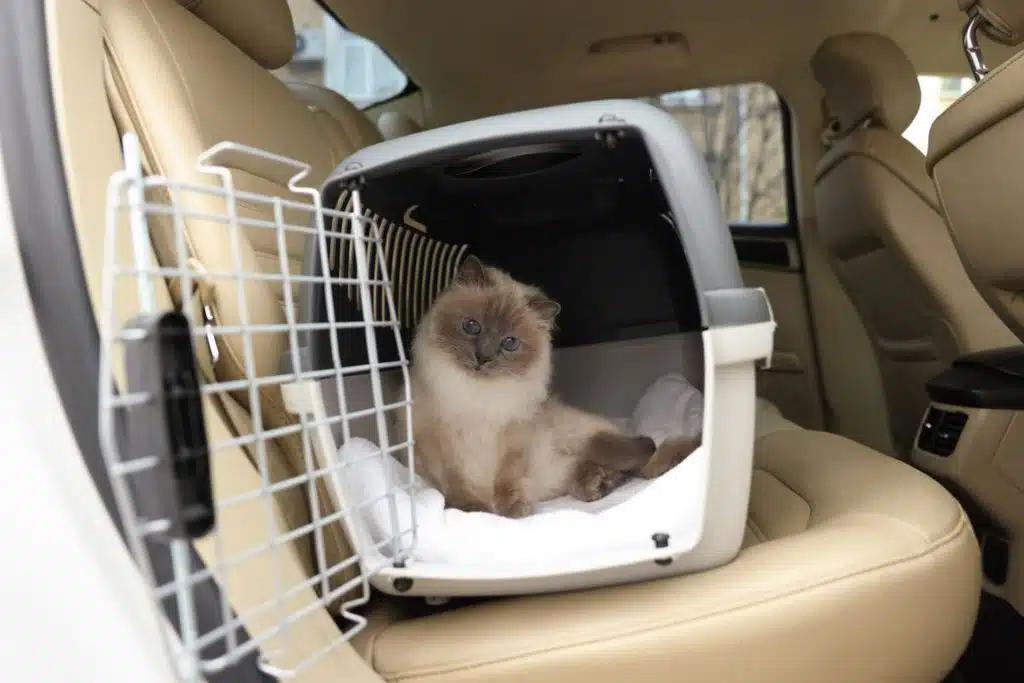 Pet Carrier Photo Credit Canva Pro Stock Image