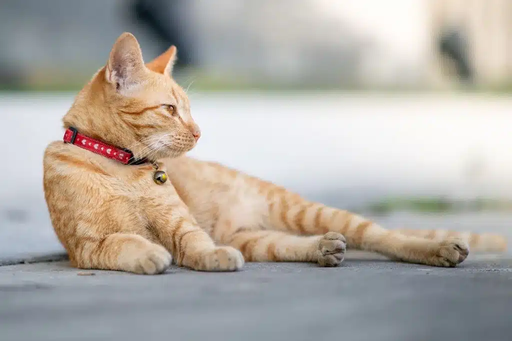 cat collar Photo Credit Canva Pro Stock Image