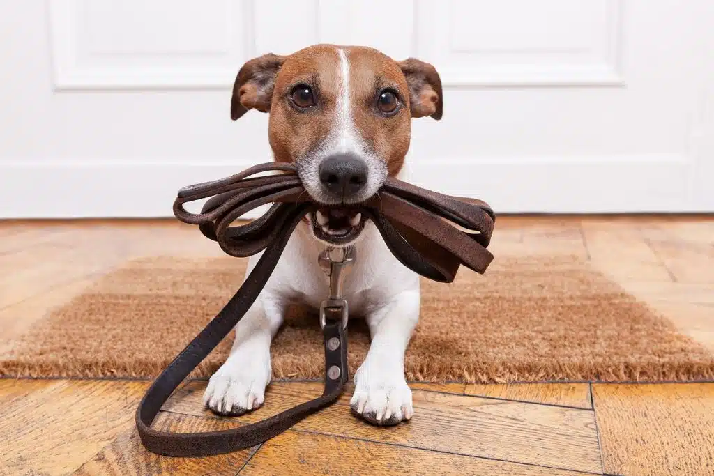 dog leash Photo Credit Canva Pro Stock Image