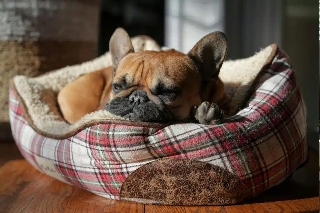 dog pet bed Photo Credit Canva Pro Stock Image