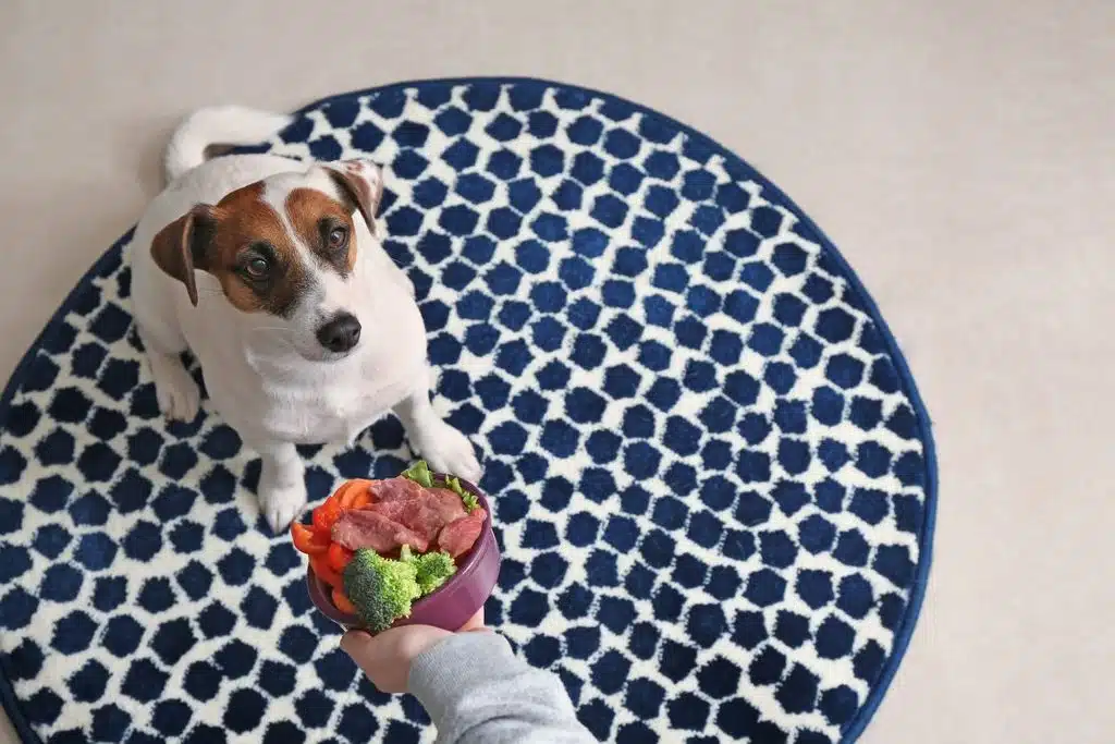 dog pet mat Photo Credit Canva Pro Stock Image