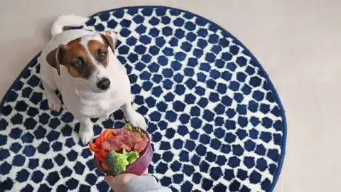 dog pet mat Photo Credit Canva Pro Stock Image