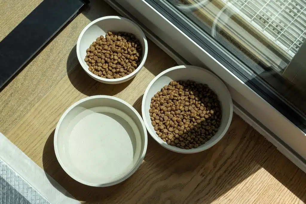 pet food bowls Photo Credit Canva Pro Stock Image