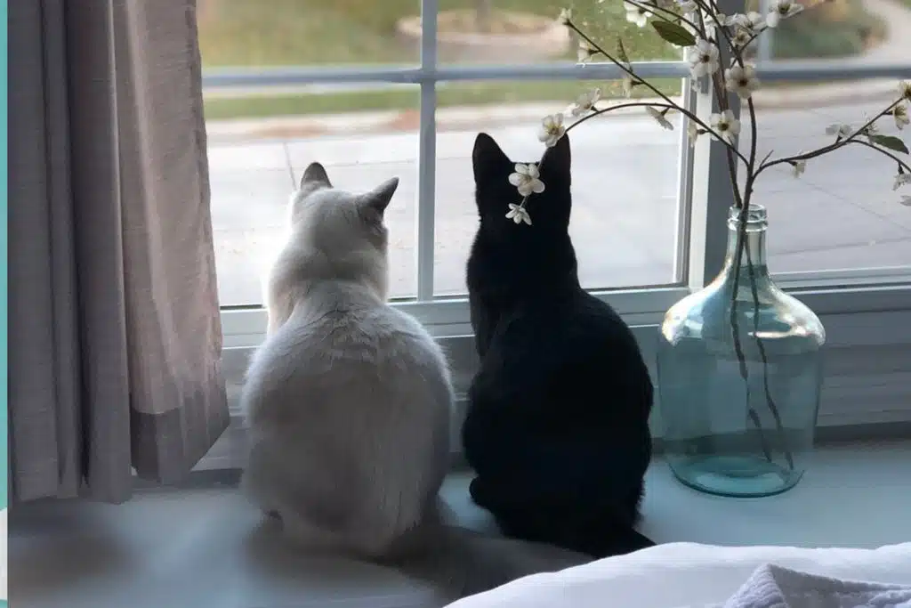 Cats Looking out window Photo Credit Canva Pro Stock Image