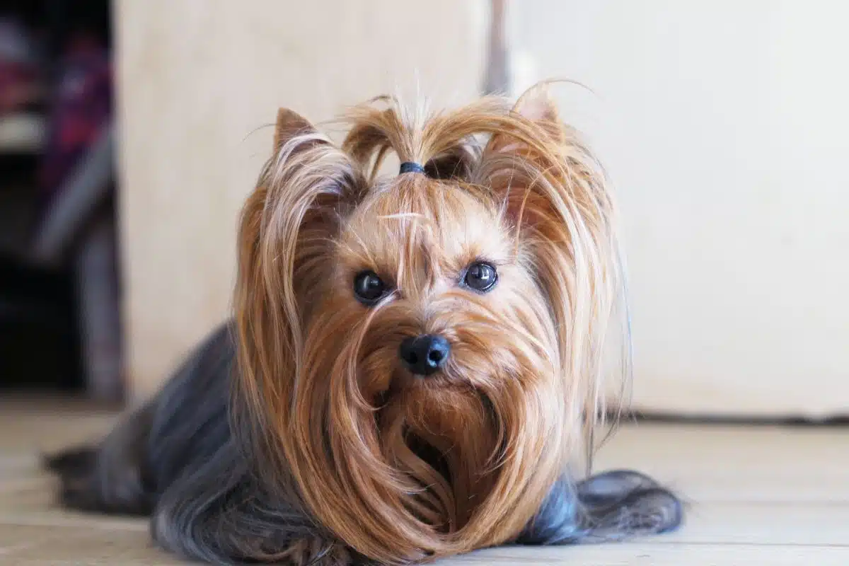 Dog Photo Credit Canva Pro Stock Image