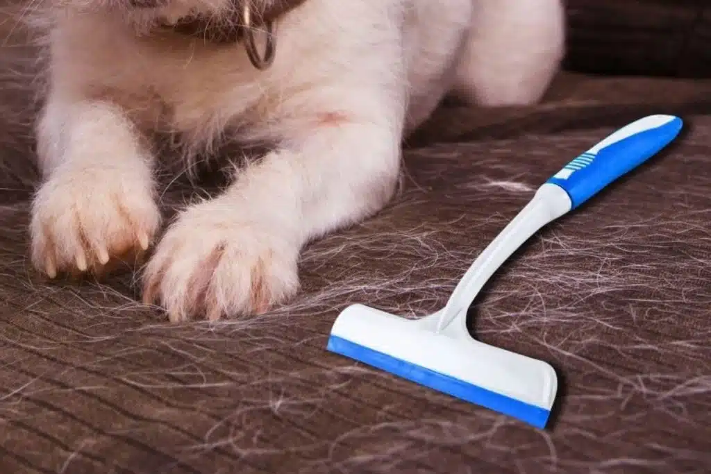 Dog with a squeegee Photo Credit In The Wash