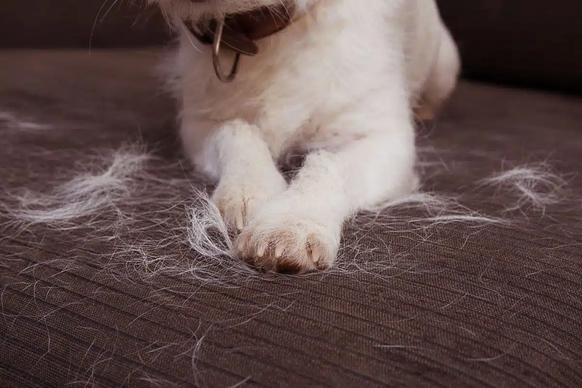 Pet hair dog Photo Credit Canva Pro Stock Image